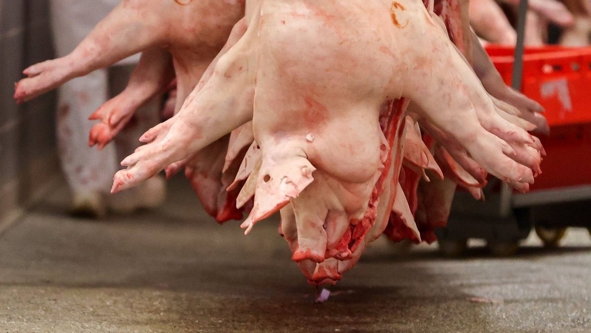 Geschlachtete Schweine hängen kopfüber