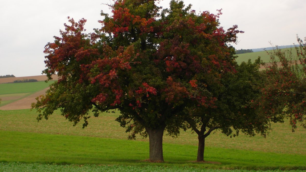 Birnbaum auf einer Streuobstwiese mit zum Teil leuchtend roten Blättern
