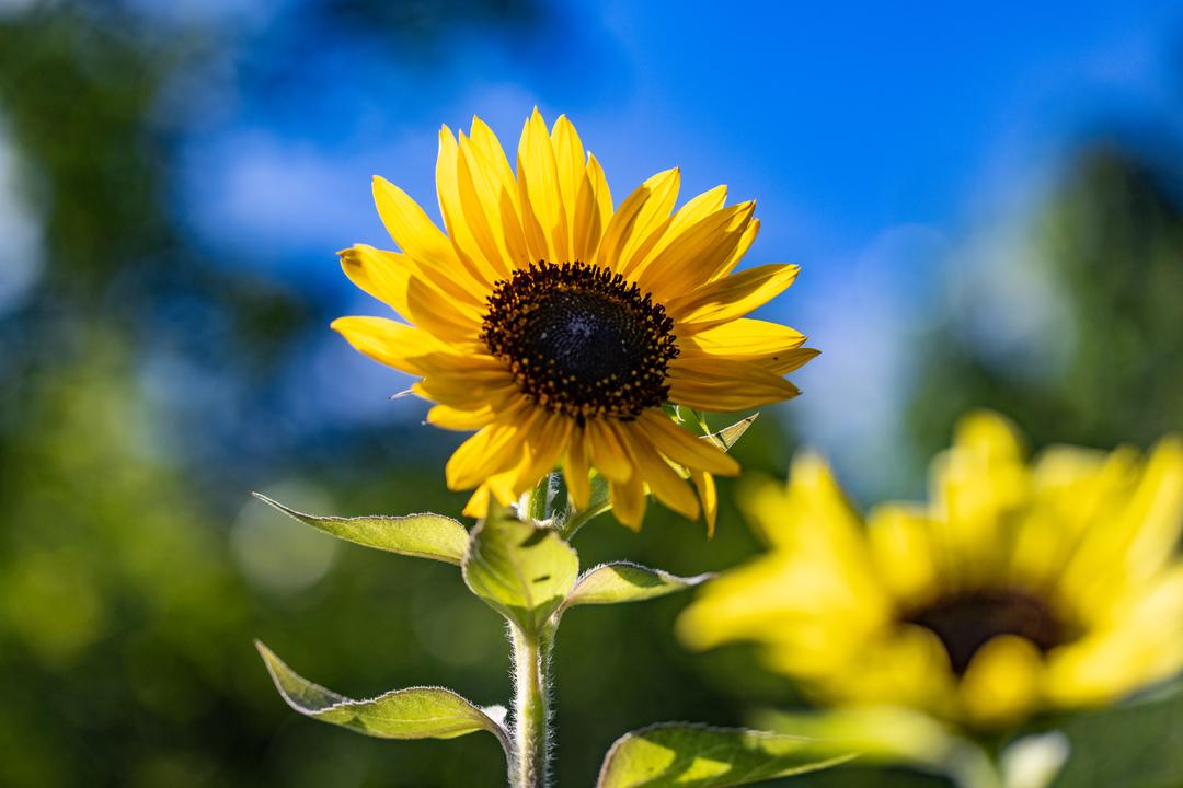BR-Zeitreise: Bayerischer Sonnenblumen-Pionier