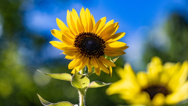 BR-Zeitreise: Bayerischer Sonnenblumen-Pionier
