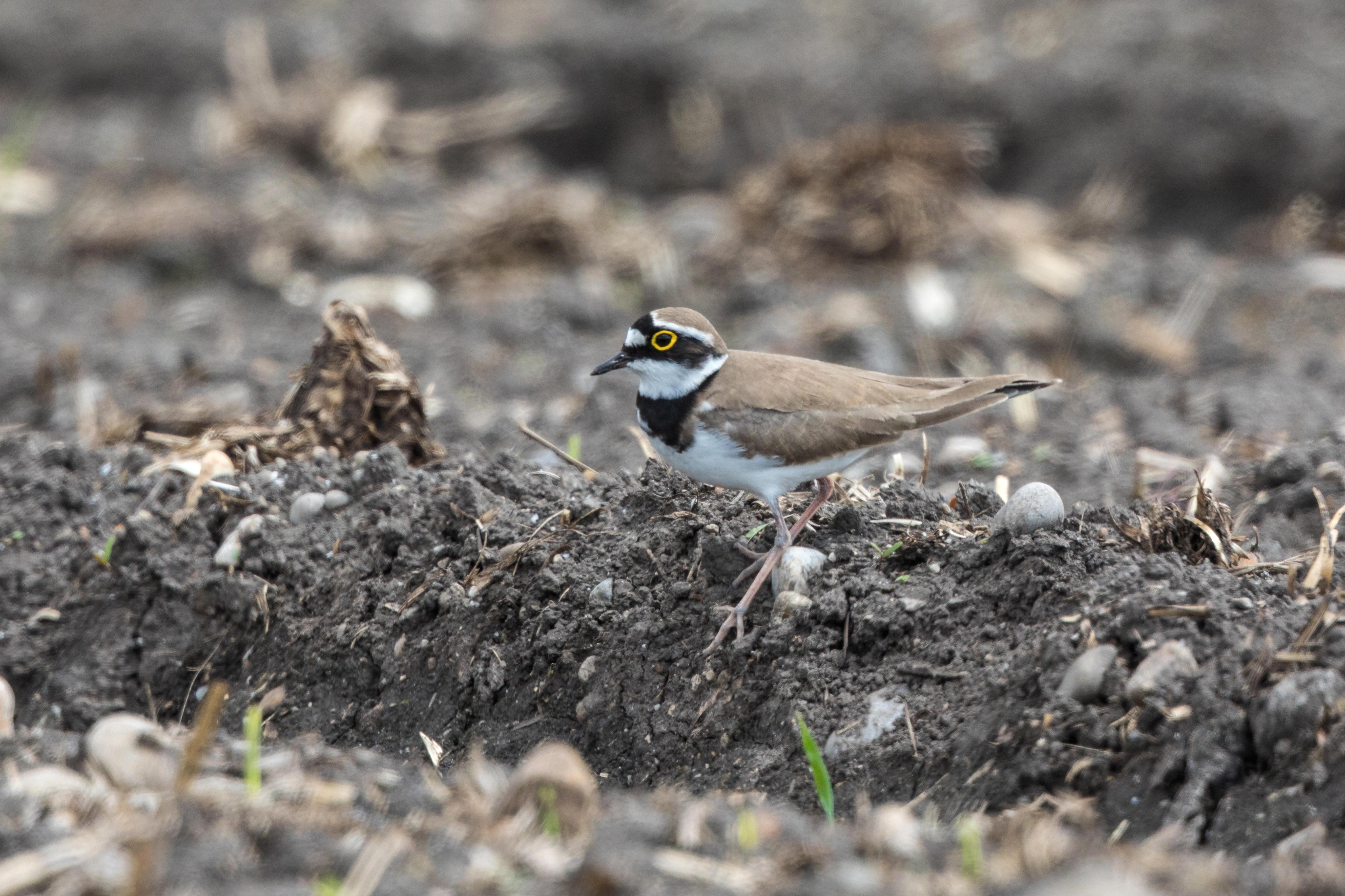 Ein Flussregenpfeifer steht auf einer Ackerbrache in Bayern.