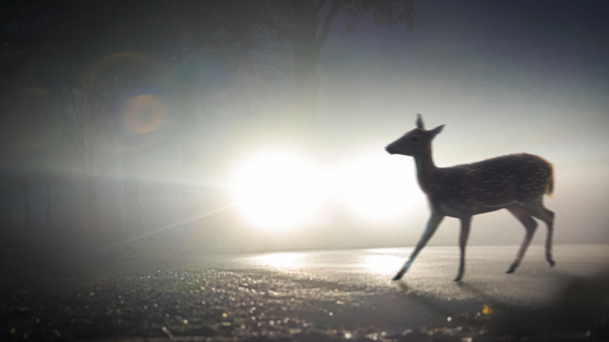 Reh auf der Fahrbahn im Scheinwerferlicht eines Autos