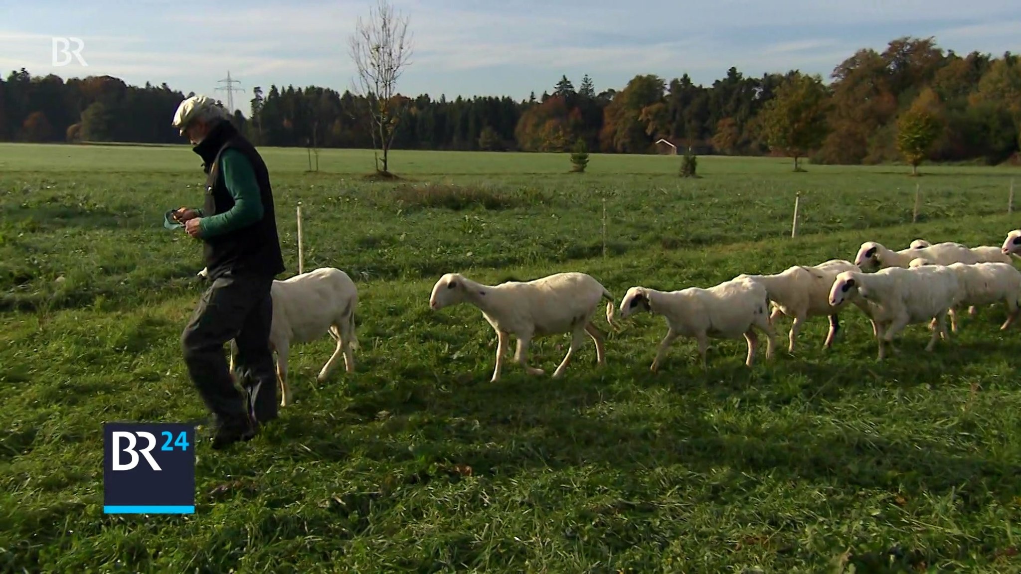 Seltene Nutztierrassen: Aufwandsentschädigung für Landwirte