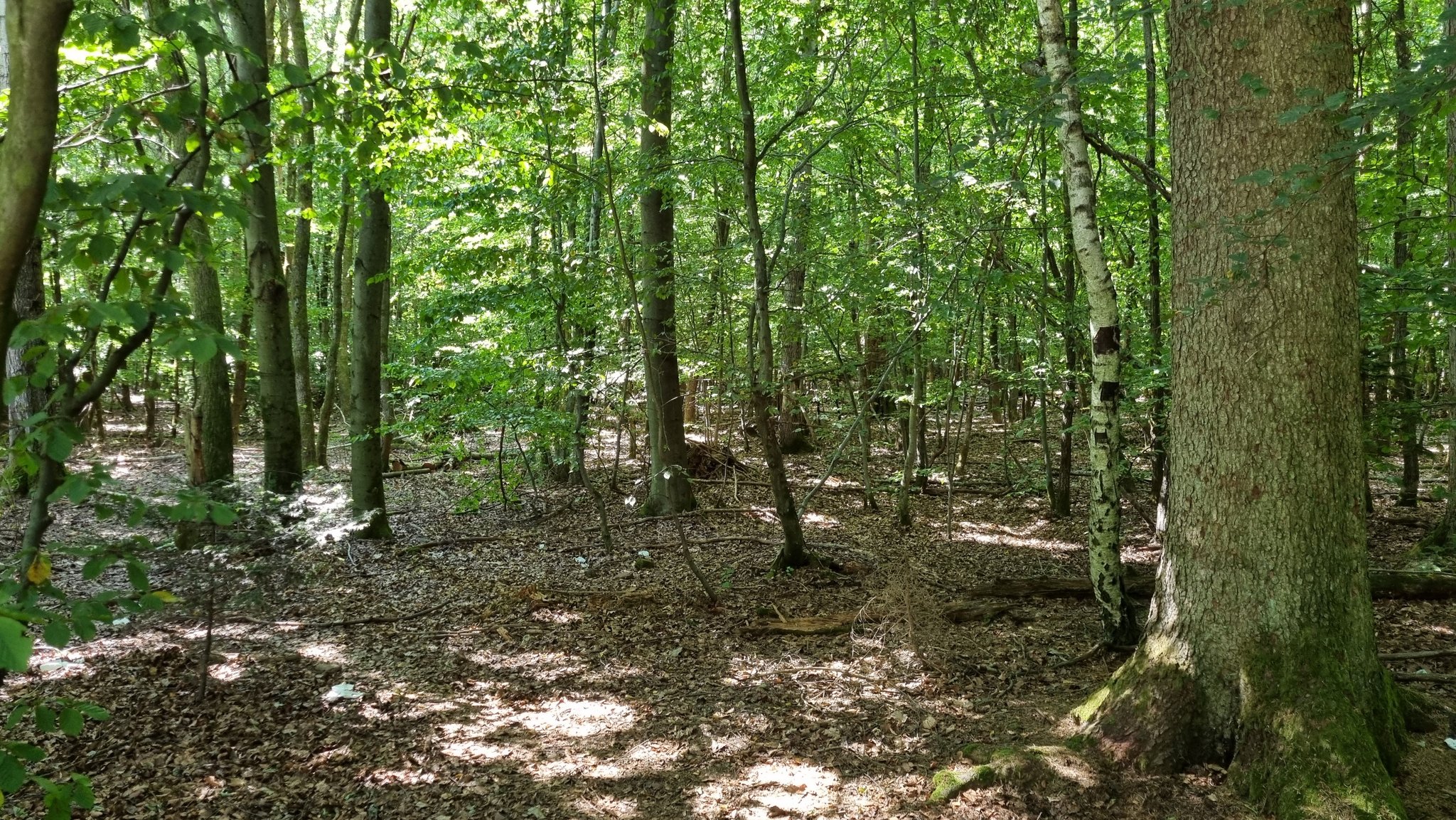 Miltenberger Stadtwald 35 Jahre nach Sturmschäden wieder aufgeforstet. | Bild: Albrecht Rauh/ Bayerischer Rundfunk 2025 Miltenberger Stadtwald 35 Jahre nach Sturmschäden wieder aufgeforstet.
