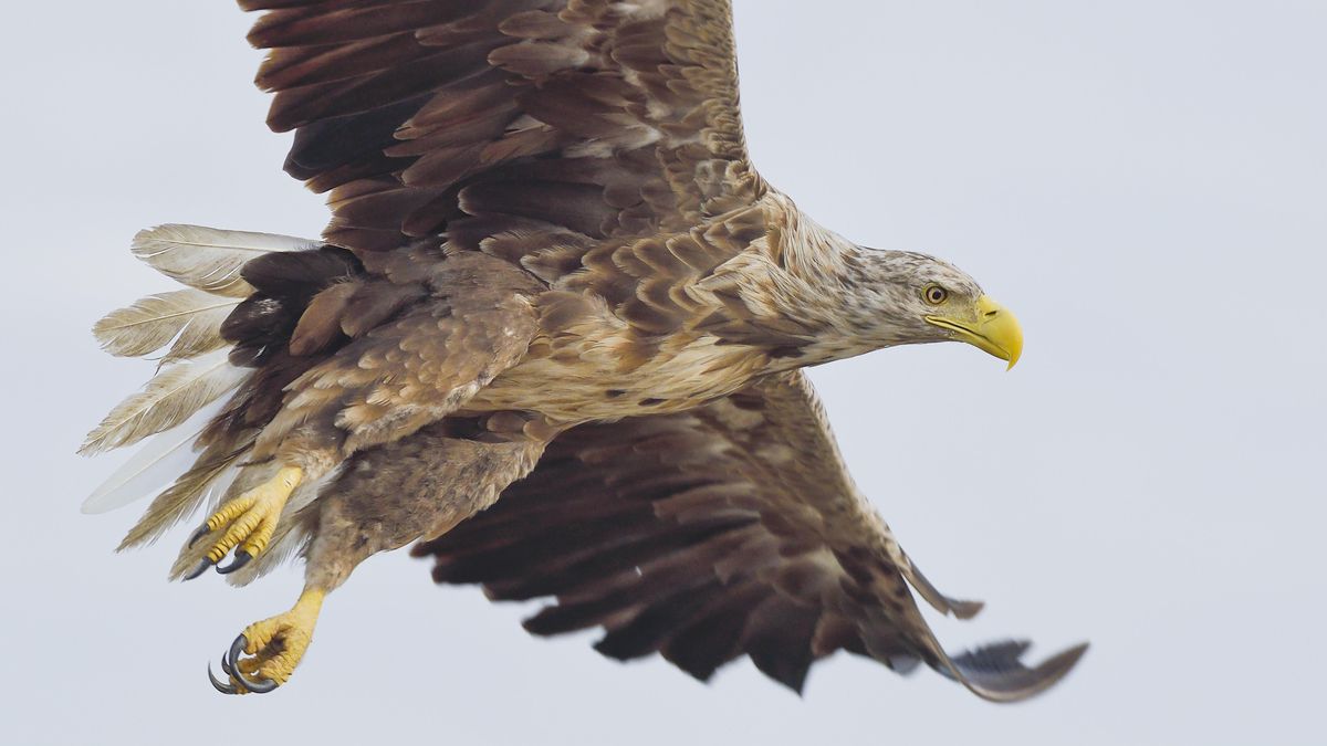 Bartgeier Sollen 2021 In Ostalpen Ausgewildert Werden Br24