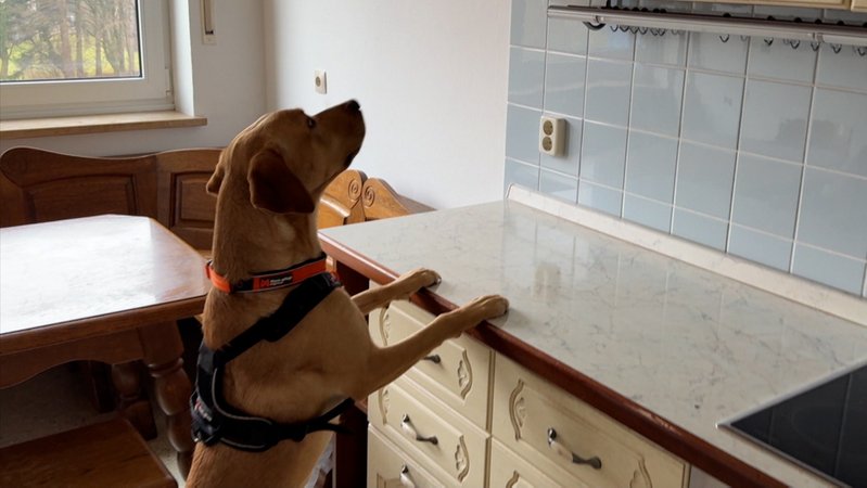 Bailey spürt Schimmel in Küchenschrank auf | Bild: BR Bailey spürt Schimmel in Küchenschrank auf