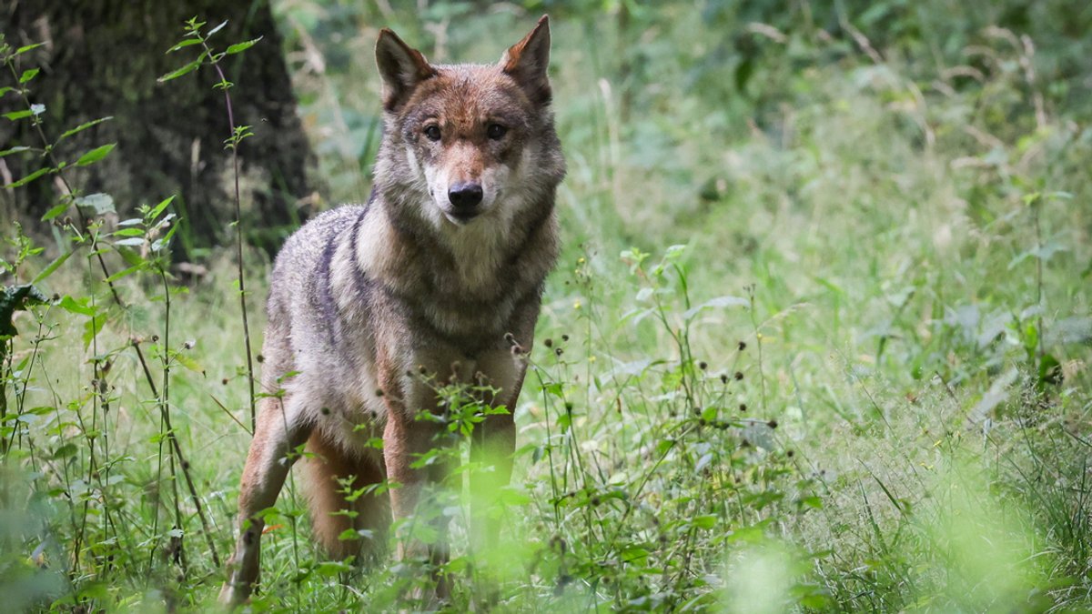 Schleswig-Holstein, Eekholt: Eine ausgewachsener weiblicher Wolf steht in seinem Gehege im Tierpark Eekholt.