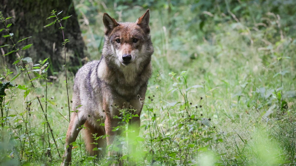 Auch Hessen gibt Wölfe in der Rhön zum Abschuss frei