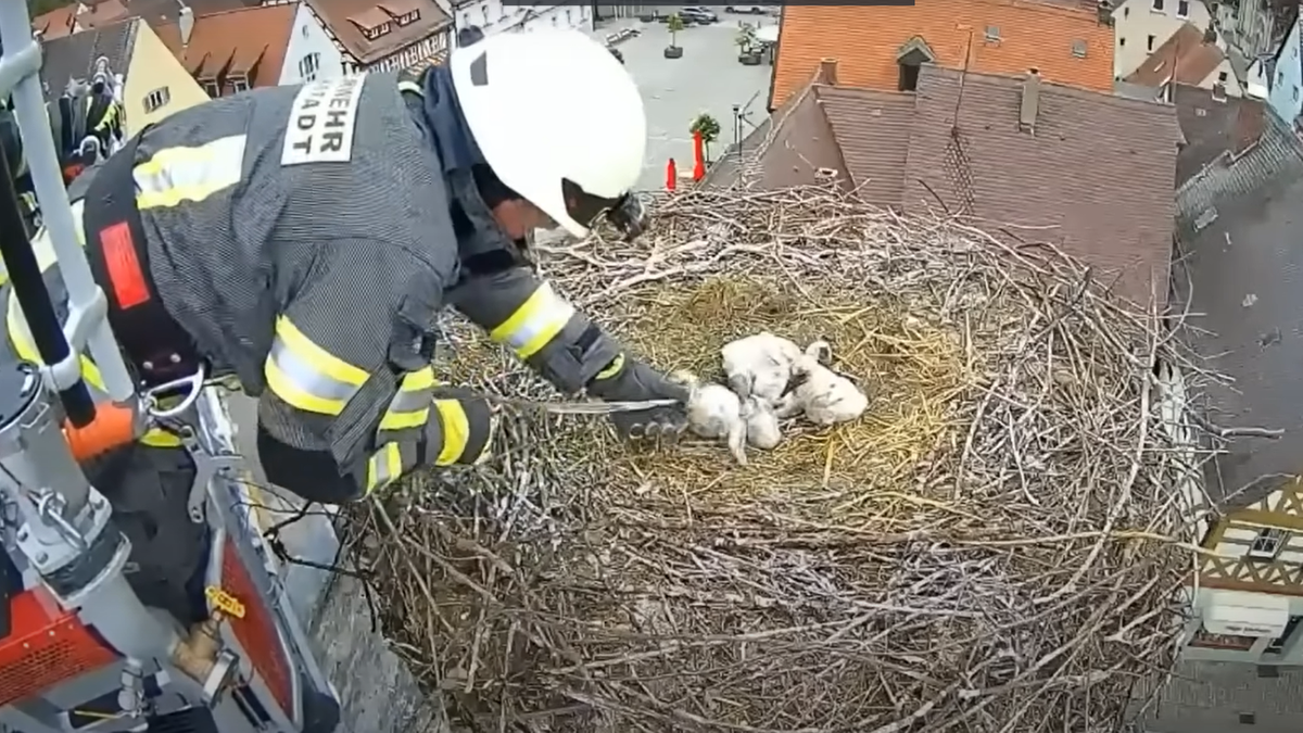 Rettungsaktion für Storchenküken in Höchstadt an der Aisch. (Screenshot YouTube)
