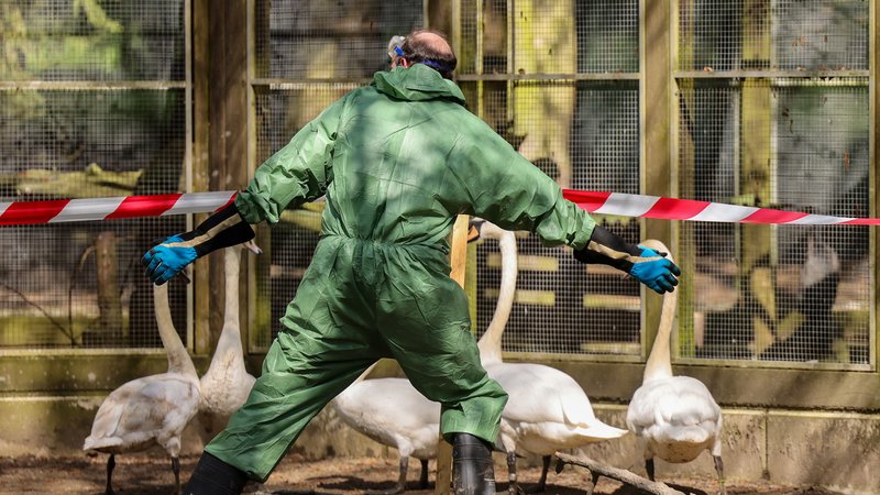 Ein Helfer scheucht einige Schwäne und Enten in ein Gehege bei einer Tierseuchenübung. In Zusammenarbeit mit weiteren Kreisen probt der Ennepe-Ruhr-Kreis, was bei einem Ausbruch der Vogelgrippe zu tun wäre. | Bild: picture alliance/dpa | Christoph Reichwein Ein Helfer scheucht einige Schwäne und Enten in ein Gehege bei einer Tierseuchenübung. In Zusammenarbeit mit weiteren Kreisen probt der Ennepe-Ruhr-Kreis, was bei einem Ausbruch der Vogelgrippe zu tun wäre.