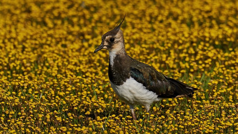 Ein Kiebitz (Symbolbild) | Bild: colourbox.com Ein Kiebitz (Symbolbild)