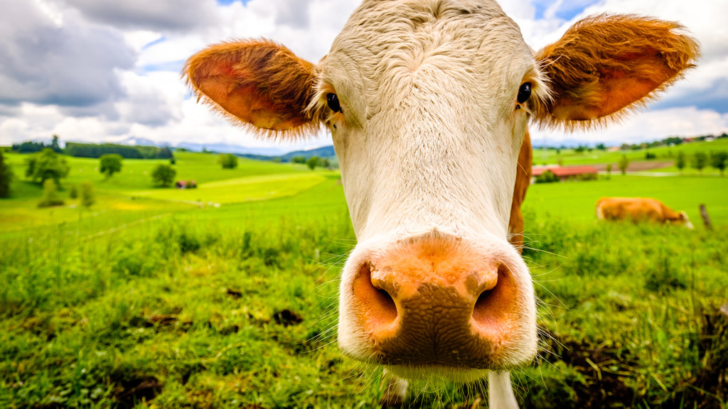 Eine Kuh auf einer Weide. (Symbolbild)