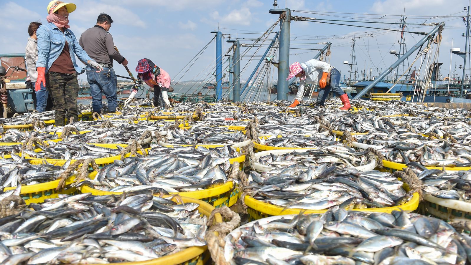 Überfischung der Weltmeere: WWF warnt vor „Katastrophe“