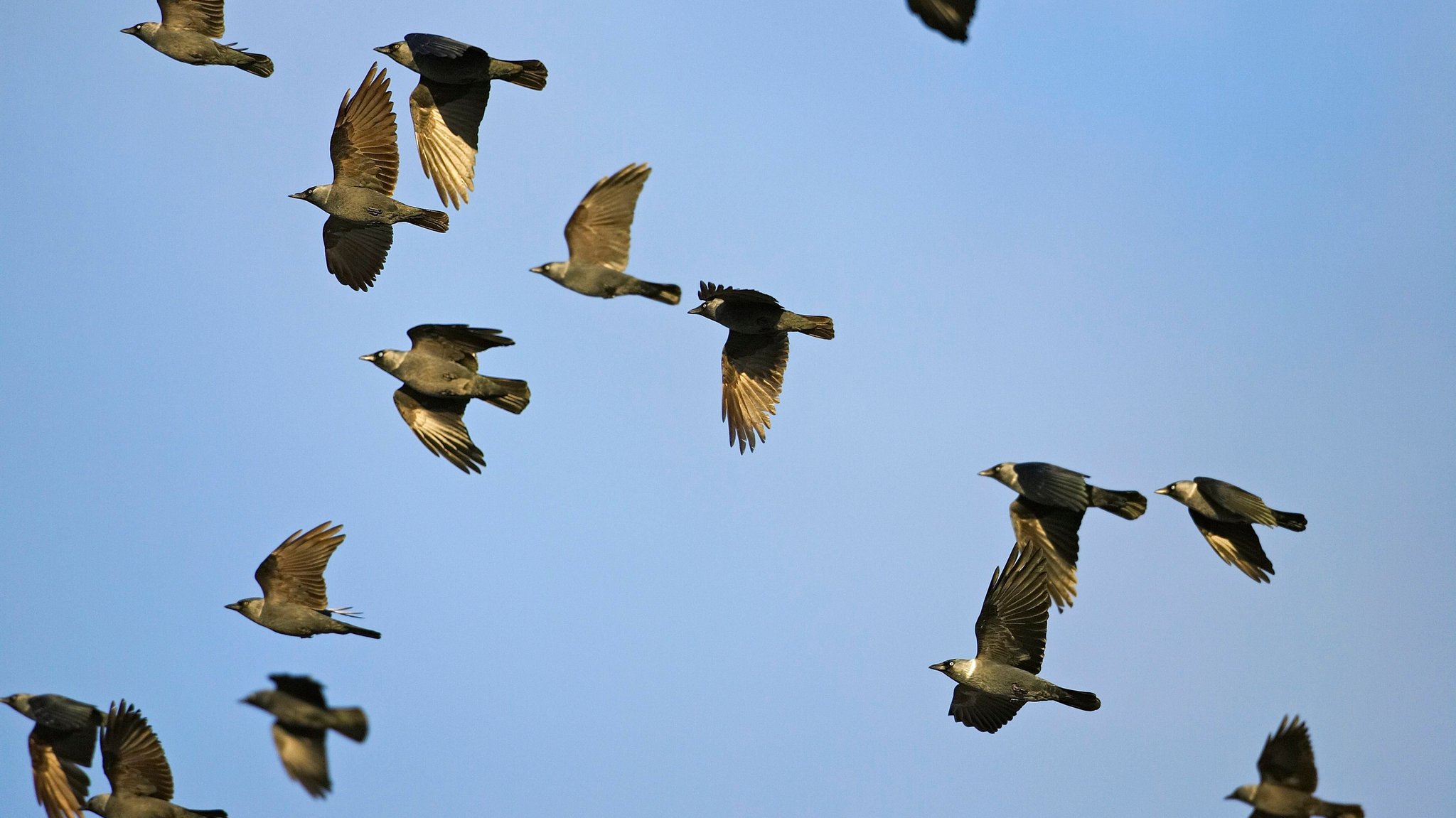 Mehrere Dohlen im Schwarmflug