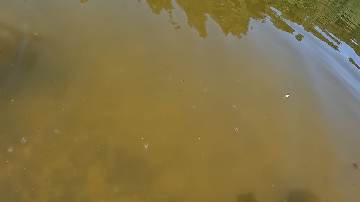 Süßwasserquallen im Reischacher Badesee.