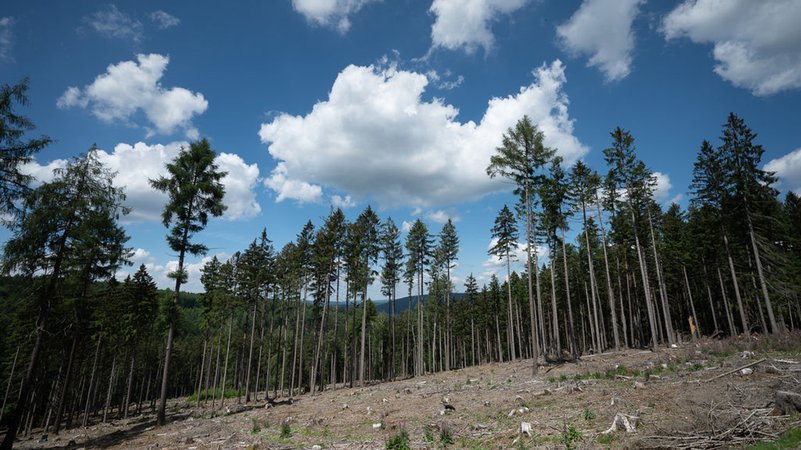 Archivbild von Juni 2022: Trockene Bäume an einer kahlen Stelle im Wald im hessischen Jossgrund.