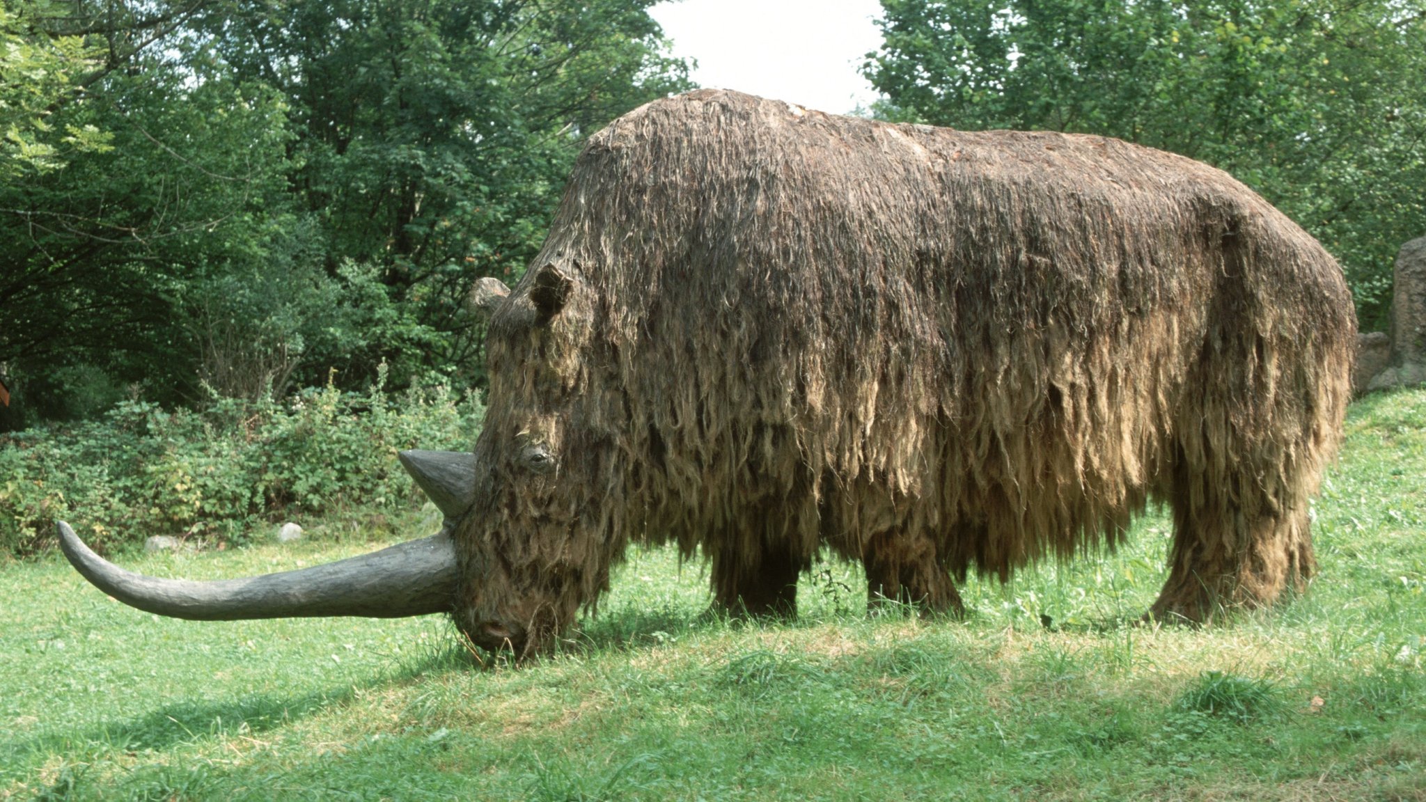 Ein Modell des ausgestorbenen Wollnashorns. Bisher dachte man, unsere Vorfahren hätten sie durch ausgiebige Jagd ausgerottet.