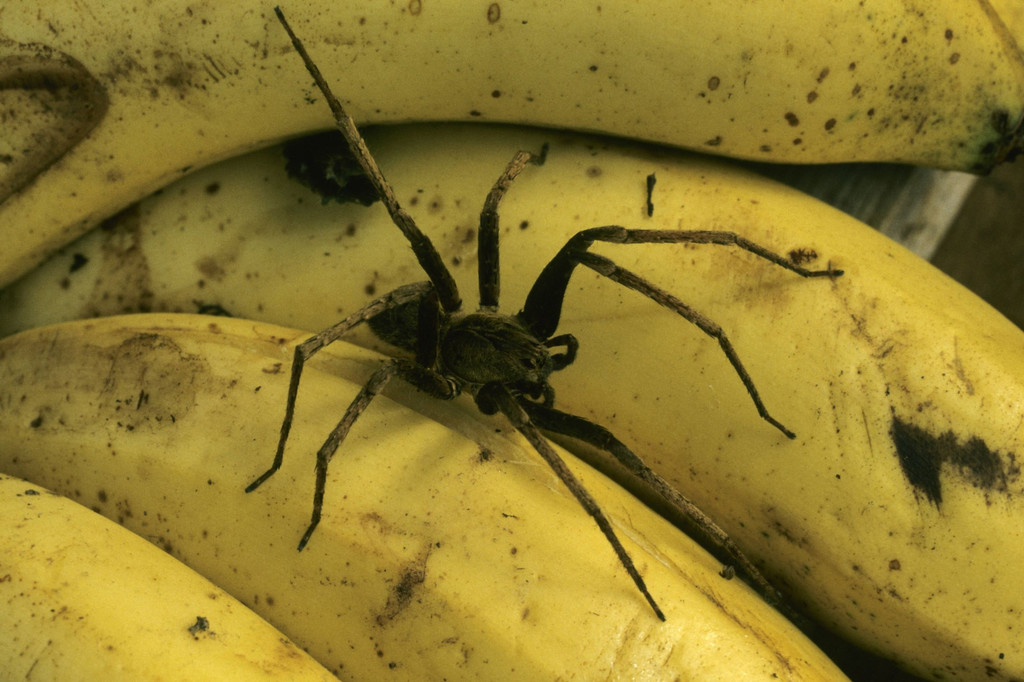 Spinne auf reifen Bananen (Symbolbild)