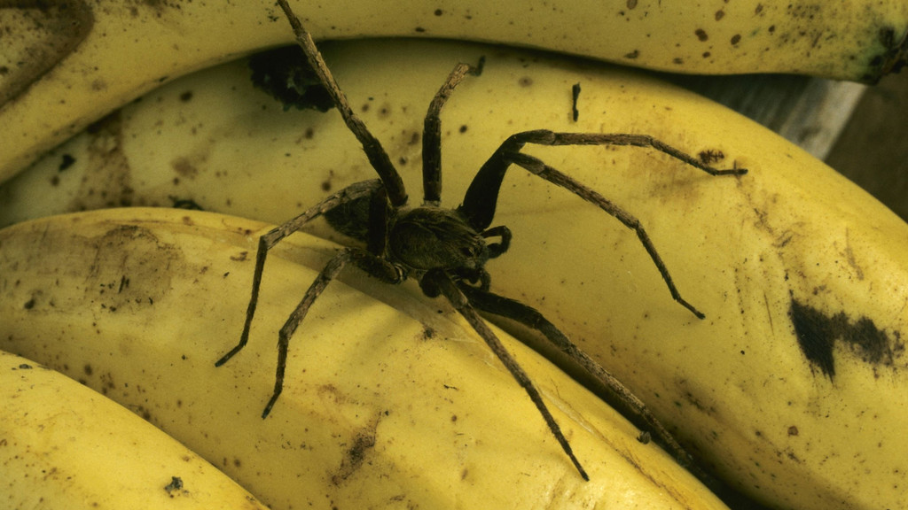 Spinne auf reifen Bananen (Symbolbild)
