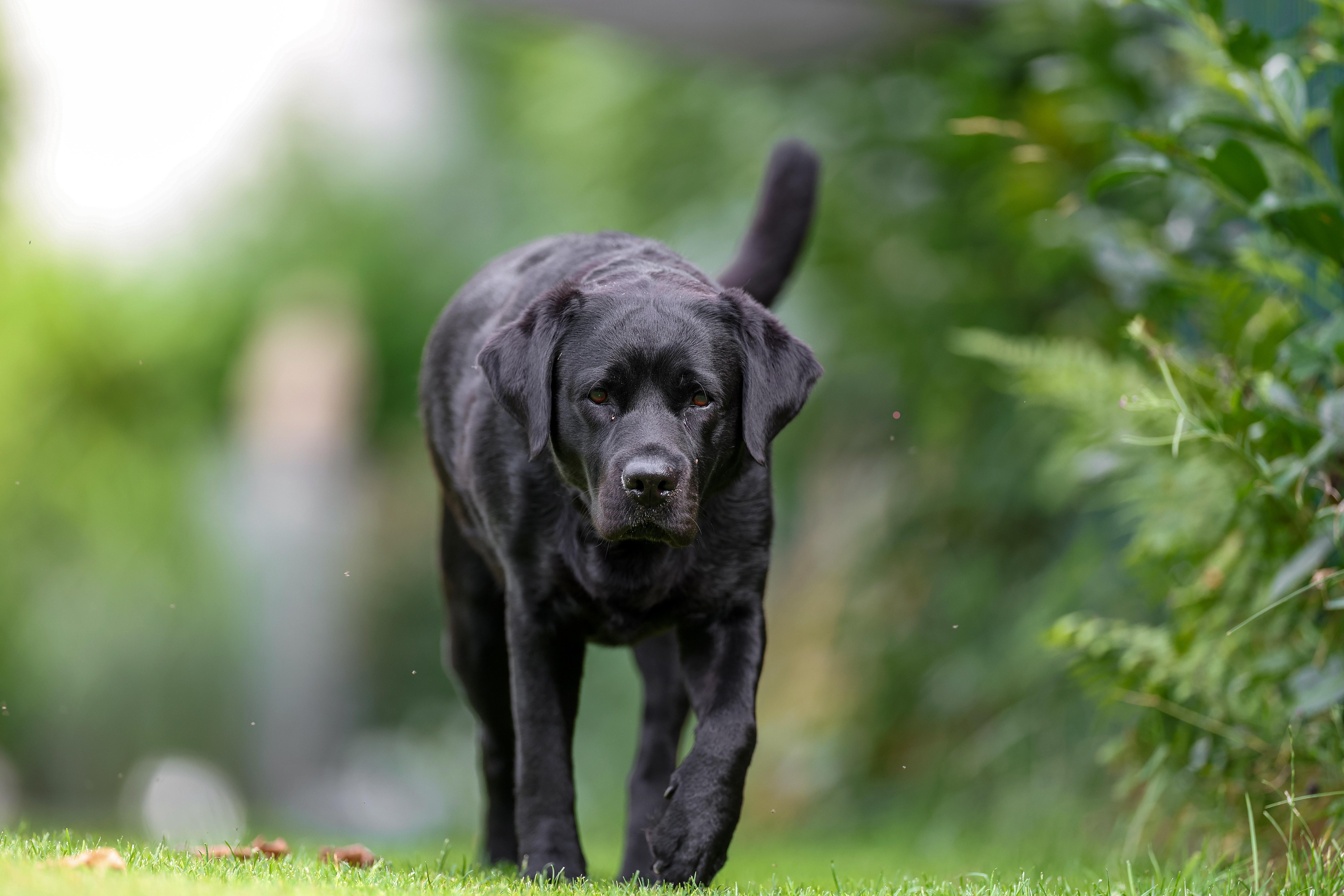 Symbolbild: Ein schwarzer Labrador.