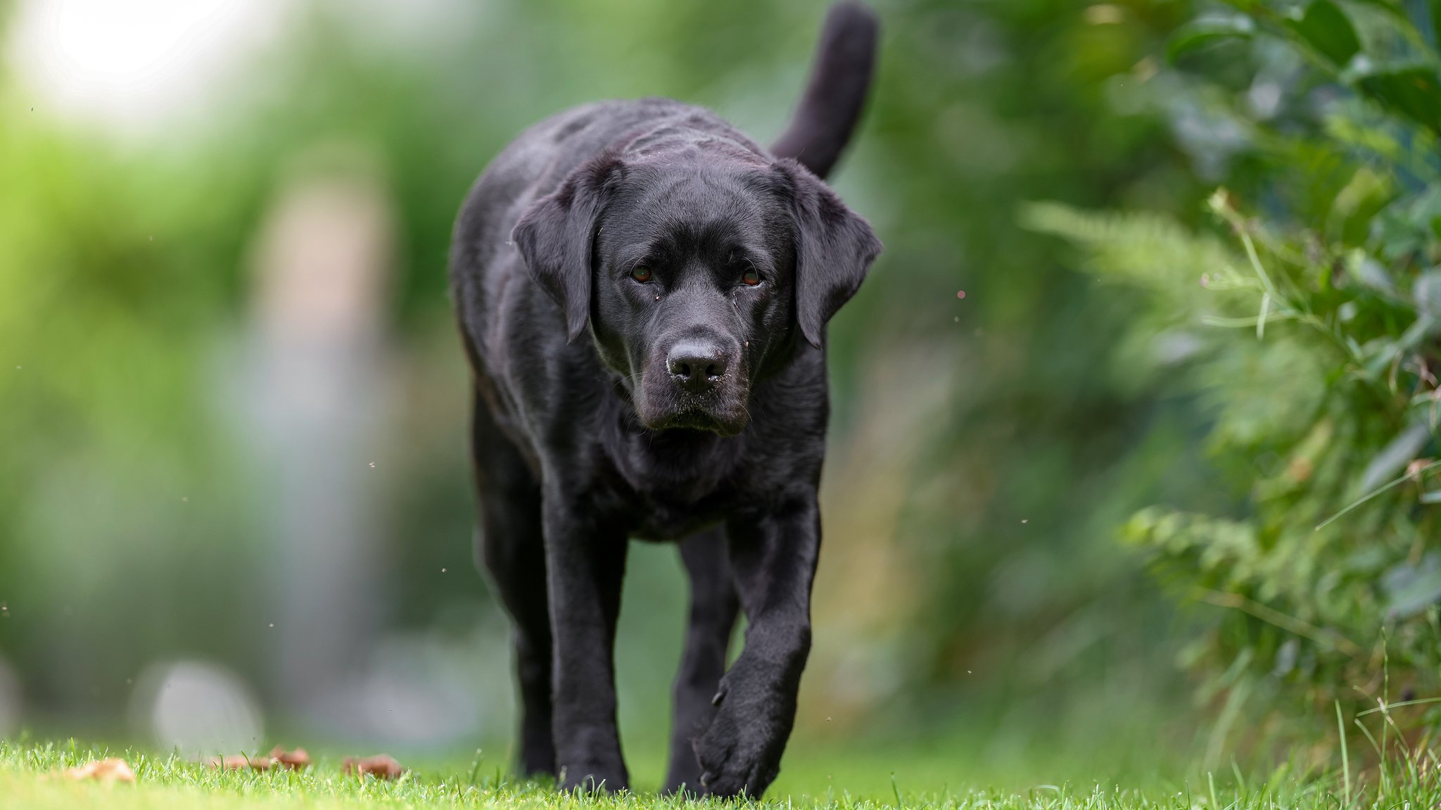 Symbolbild: Ein schwarzer Labrador.