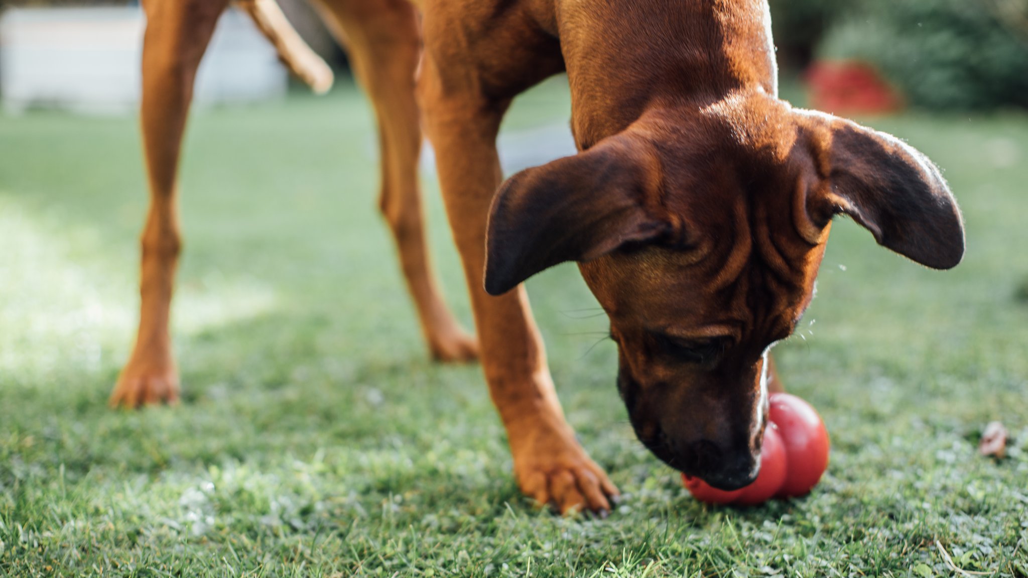 Quälerei in Hundepension? "Werde nie wieder mit Tieren arbeiten"