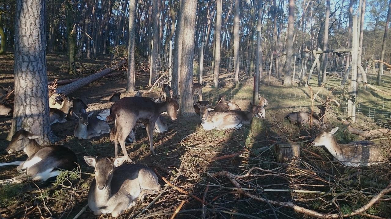Fehlende Einnahmen Unterfrankens Tierparks In Der Corona Krise Br24