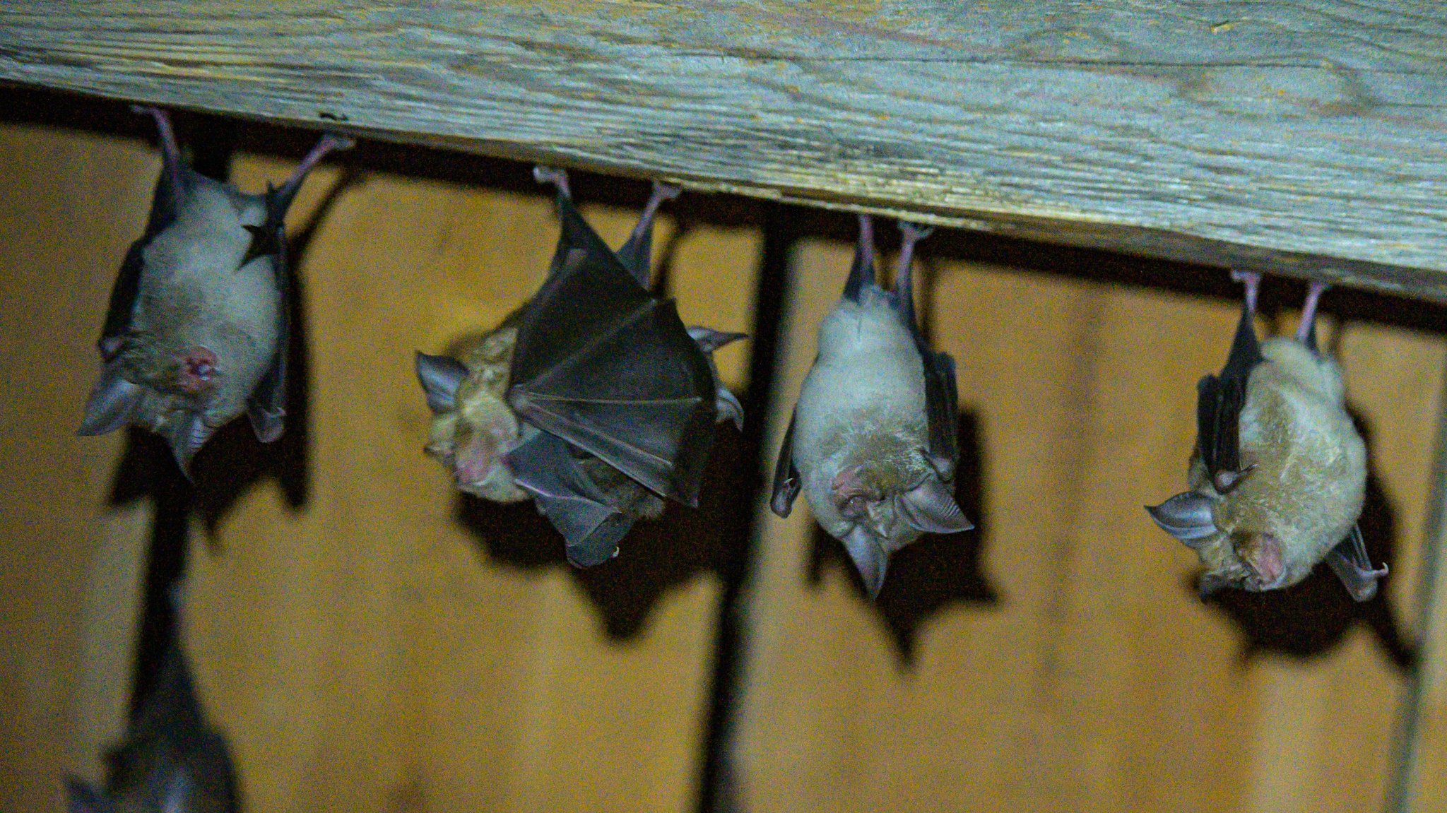 Hufeisennasen-Fledermäuse hängen an der Decke im "Fledermaushaus", einer wieder hergerichteten Scheune.