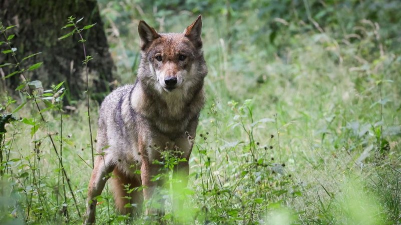 Wolf (Symbolbild) | Bild: dpa-Bildfunk/Christian Charisius Wolf (Symbolbild)