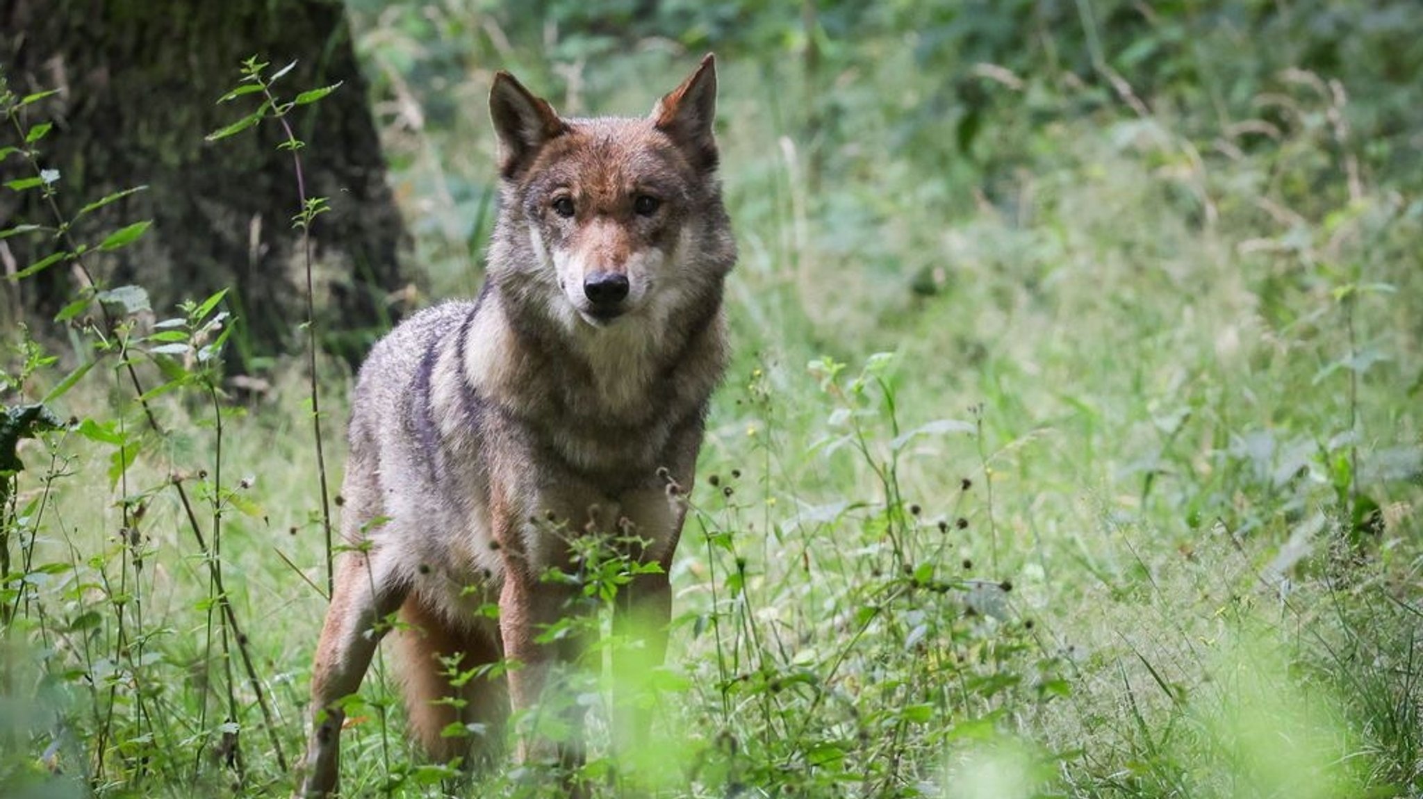 Falsche Wölfin abgeschossen: Umweltvereine klagen 