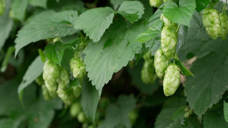 Reife Hopfendolden im Spalter Anbaugebiet | Bild: BR Fernsehen Reife Hopfendolden im Spalter Anbaugebiet