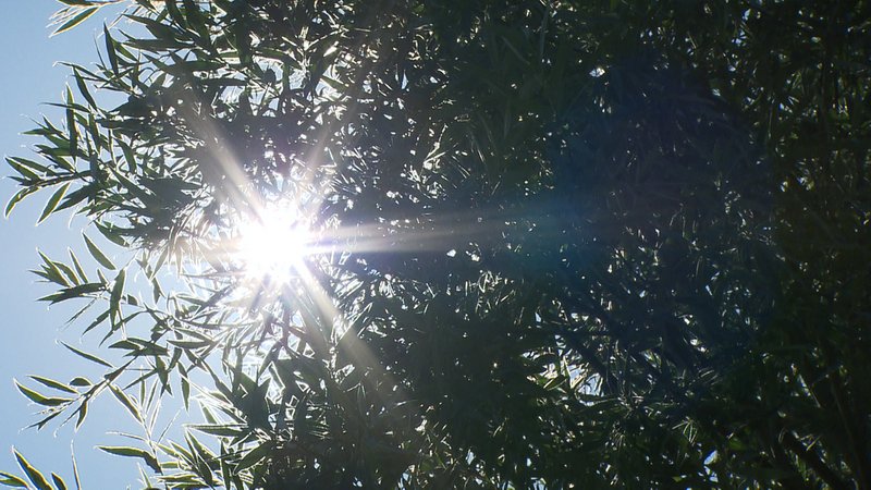 Sonnenstrahlen scheinen durch einen Baum. Von unten betrachtet. 