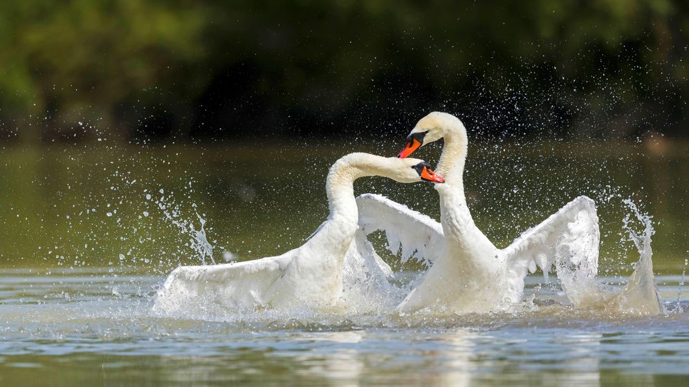 Zwei kämpfende Höcker-Schwäne. | Bild:dpa / blickwinkel Zwei kämpfende Höcker-Schwäne. | Bild:dpa / blickwinkel