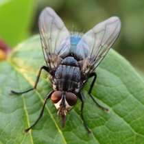 Fliegen - Unbeliebt und allgegenwärtig | Bild: colourbox.com