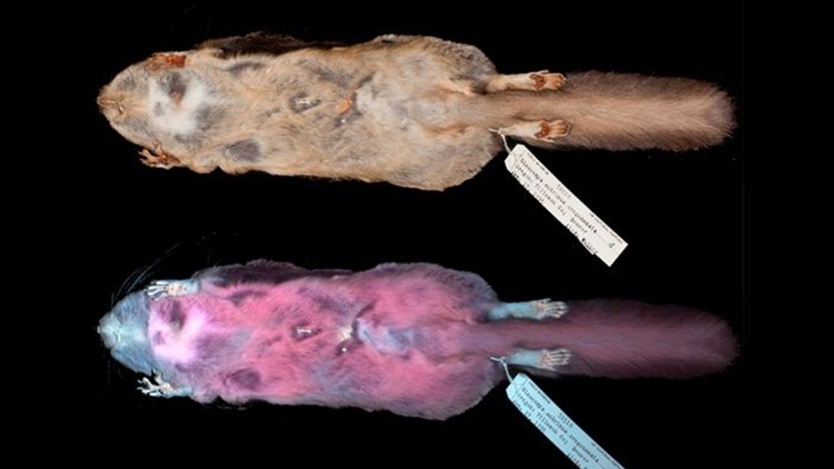 Aufnahmen eines Gleithörnchens unter sichtbarem Licht und ultraviolettem Licht zeigen, wie das Tier unter UV-Licht rosa fluoresziert.