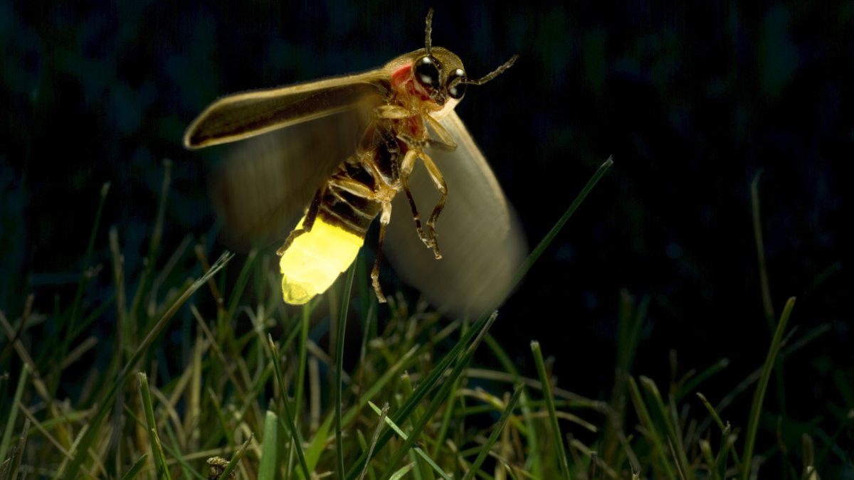 Gelblich leuchtendes Glühwürmchen im Flug in der Nacht