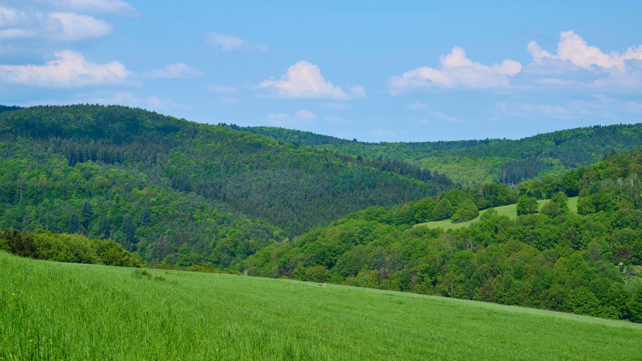 Ein Blick über die Waldlandschaft des Spessart im Landkreis Aschaffenburg