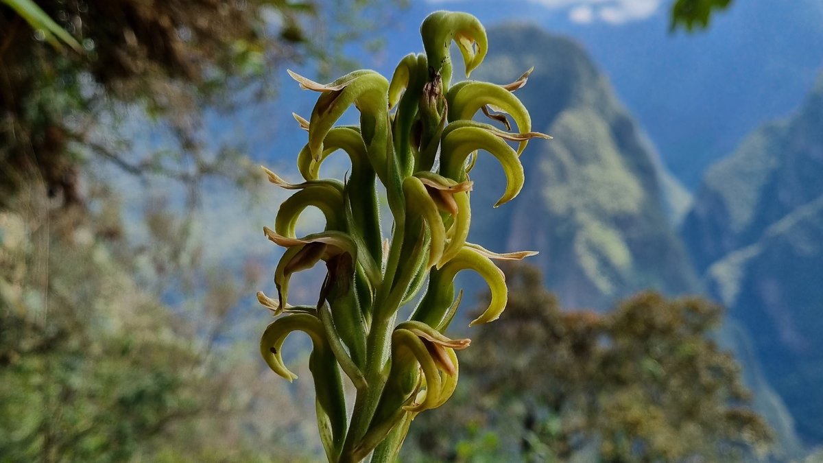 Diese Orchidee wurde nach dem Regisseur Werner Herzog benannt