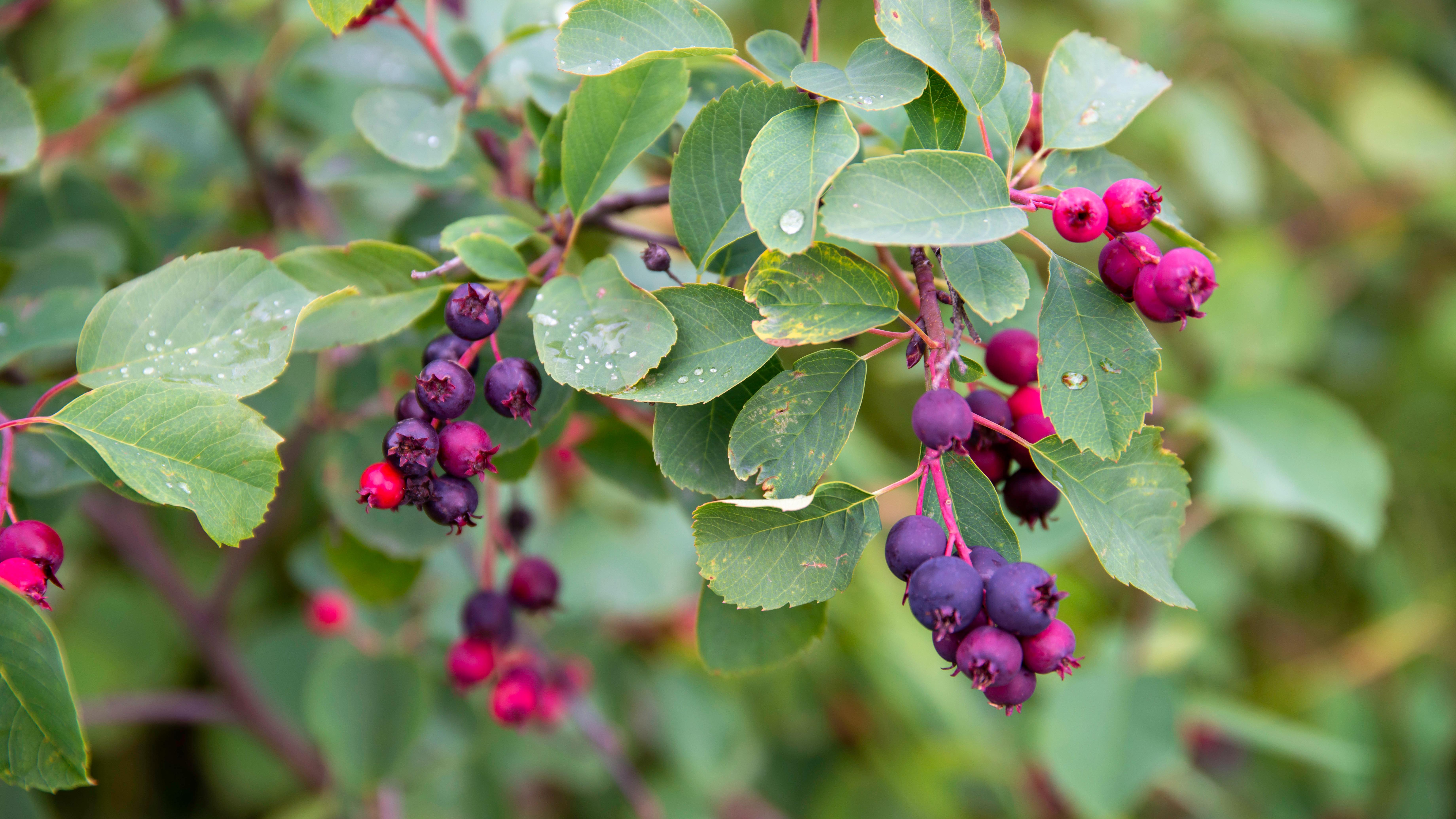 Schnittgut GartenMagazin Kleine Hausbäume Gartenteichinsel