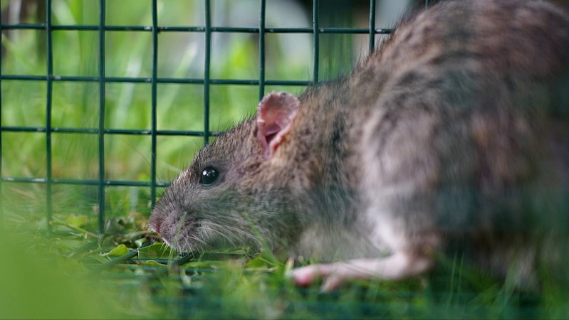 In Elchingen kämpft eine Siedlung mit dem Befall von Ratten.