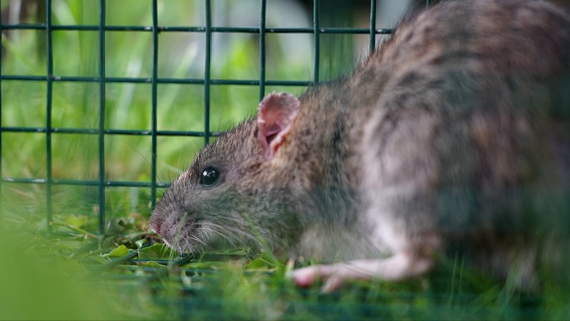 In Elchingen kämpft eine Siedlung mit dem Befall von Ratten. | Bild: BR / Peter Allgaier In Elchingen kämpft eine Siedlung mit dem Befall von Ratten.