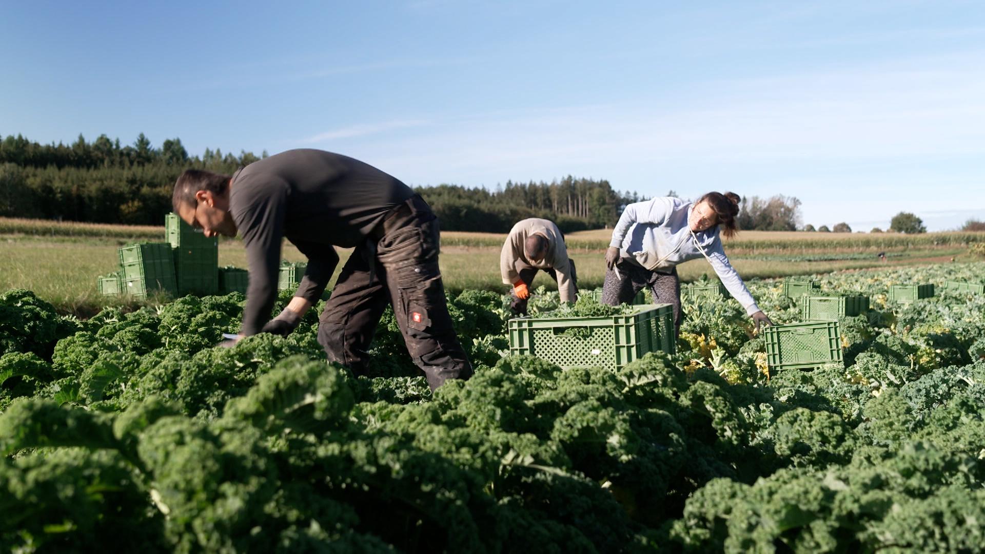 Die EU-Kommission zeichnet jedes Jahr den besten Biogärtner Europas aus. Der aktuell beste kommt aus Bayern. Benny Schöpf aus dem Landkreis Fürstenfeldbruck kann sich über den Titel freuen.