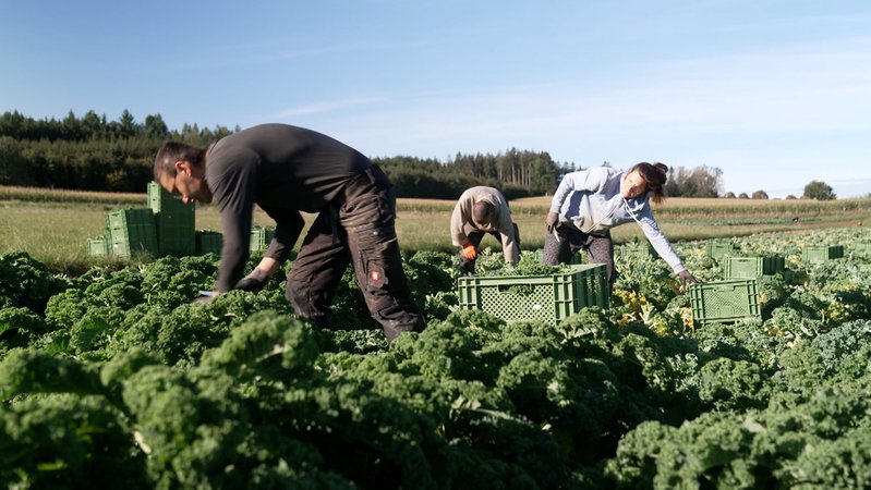 Die EU-Kommission zeichnet jedes Jahr den besten Biogärtner Europas aus. Der aktuell beste kommt aus Bayern. Benny Schöpf aus dem Landkreis Fürstenfeldbruck kann sich über den Titel freuen. | Bild: Bayerischer Rundfunk 2024 Die EU-Kommission zeichnet jedes Jahr den besten Biogärtner Europas aus. Der aktuell beste kommt aus Bayern. Benny Schöpf aus dem Landkreis Fürstenfeldbruck kann sich über den Titel freuen.