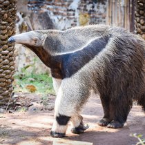 Der Ameisenbär - Minigehirn, wehender Schweif, klebrige Zunge | Bild: colourbox.com