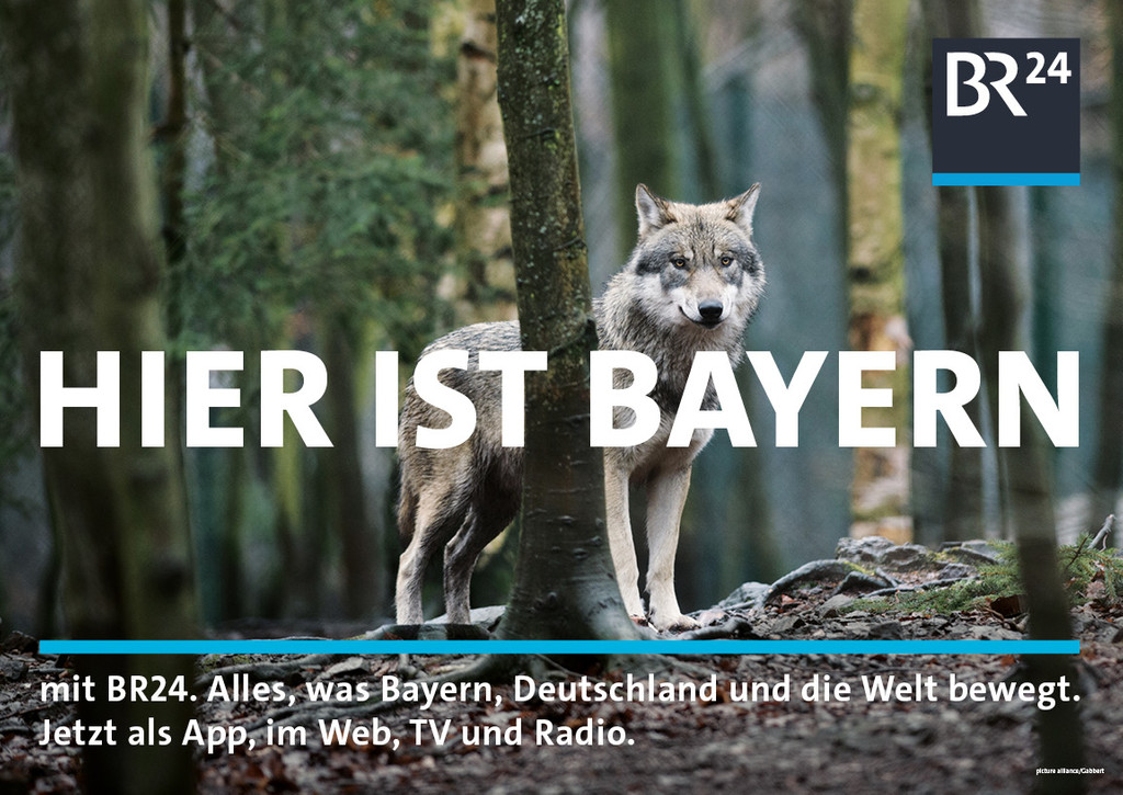 Ein Wolf steht im Bayerischen Wald: BR24 will sagen: auch hier ist Bayern