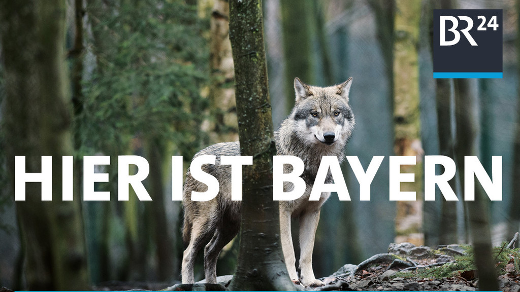 Ein Wolf steht im Bayerischen Wald: BR24 will sagen: auch hier ist Bayern