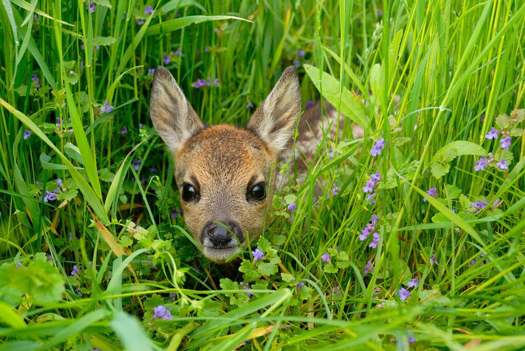 Ein Reh liegt in einer blühenden Wiese mit hohem Gras.