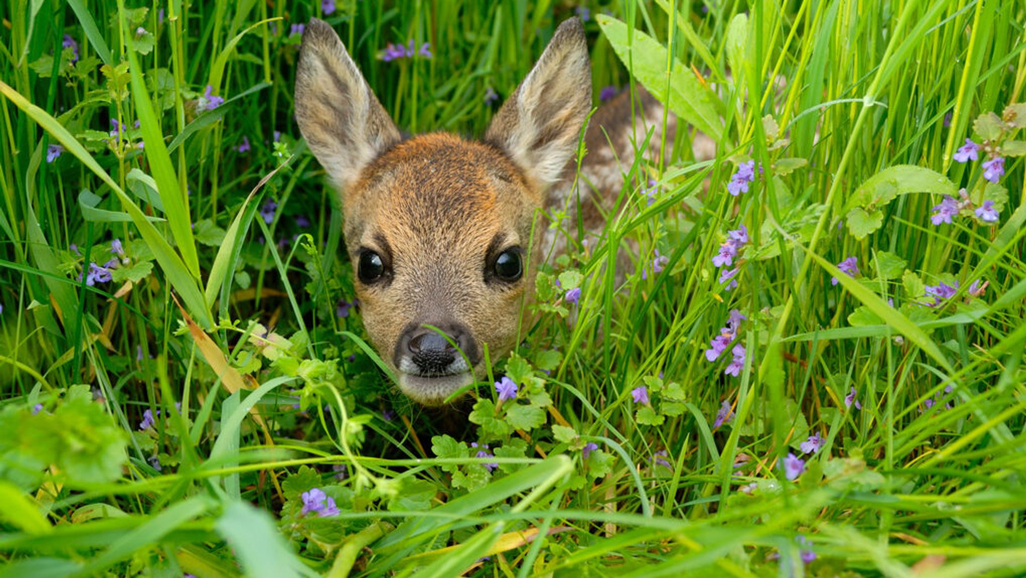 Ein Reh liegt in einer blühenden Wiese mit hohem Gras.