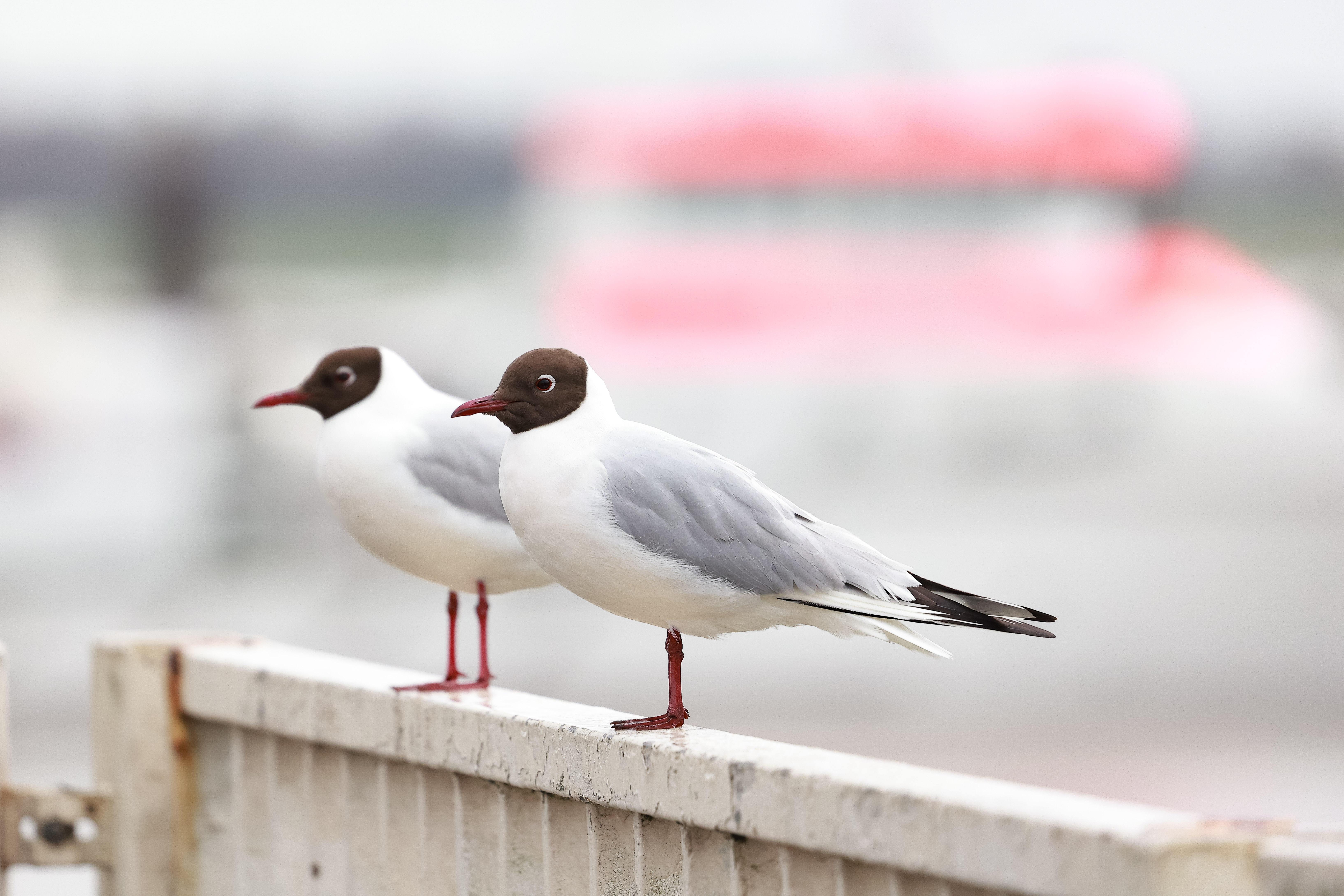 Zwei Lachmöwen nebeneinander