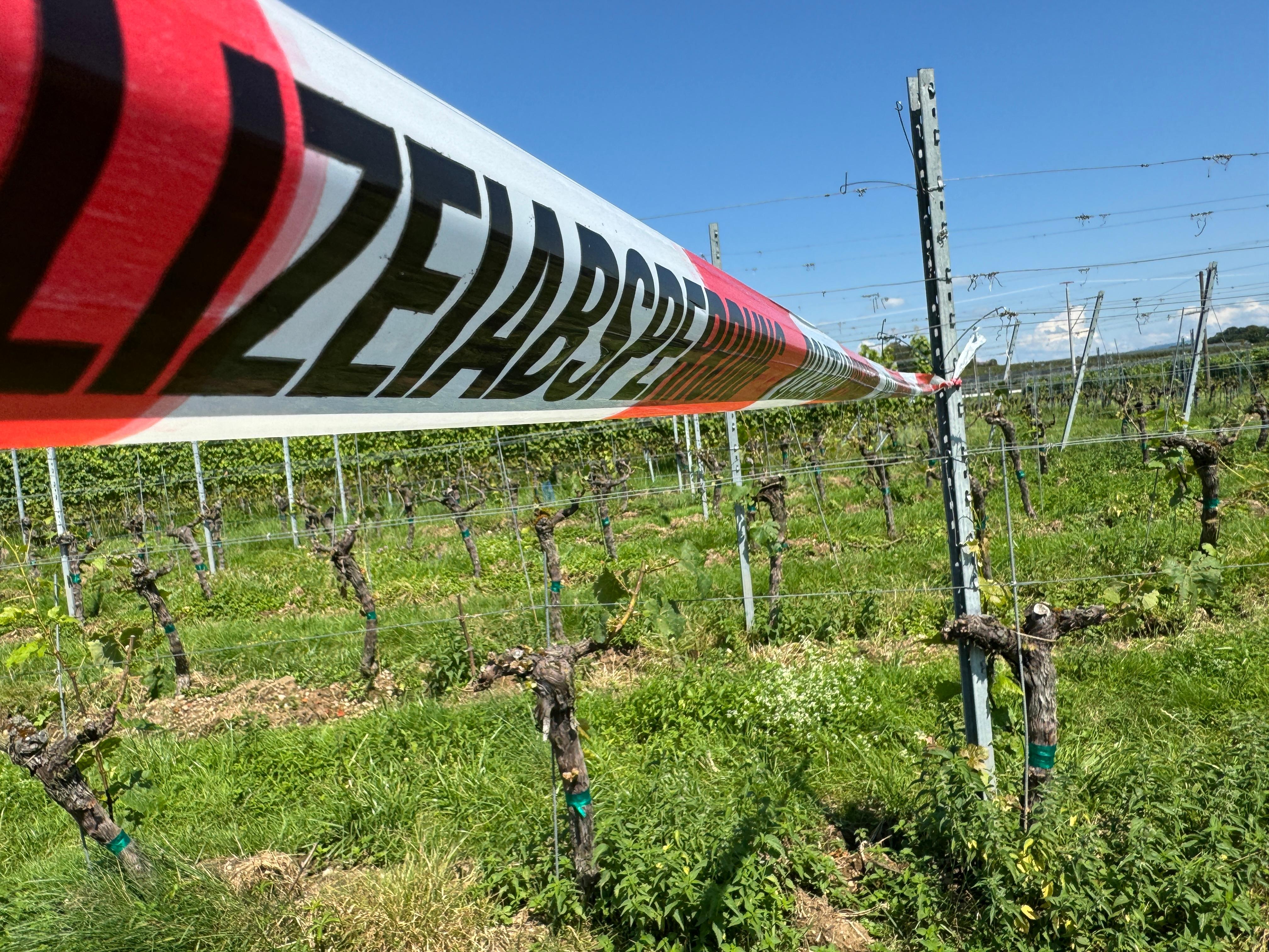 (Archivbild) Polizeiabsperrband zwischen Weinreben